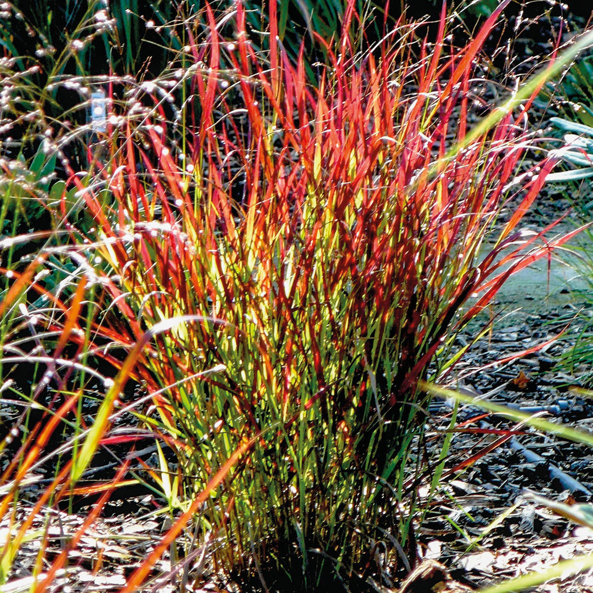 Panicum virgatum Sangria